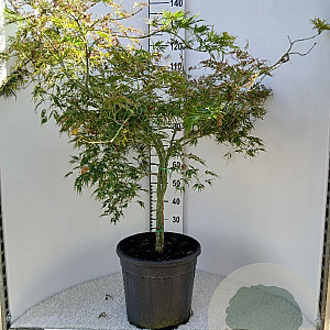 Acer pal. 'Dissectum' 100-125 cm 25L