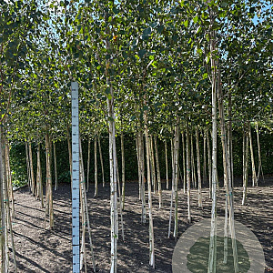 Betula utilis jacquemontii 10-12 HO wortelgoed