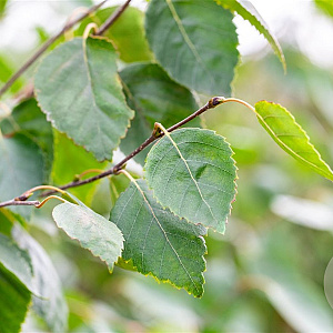 Betula utilis jacquemontii 8-10 cm wortelgoed geveerd