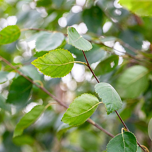 Betula utilis jacquemontii 8-10 cm wortelgoed geveerd