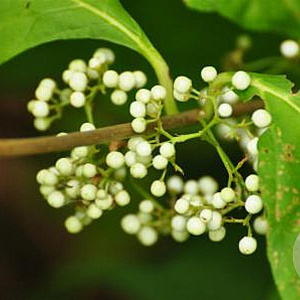 Callicarpa jap. 'Leucocarpa' 100-125 cm met kluit struik
