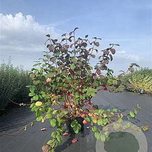 Cornus alba 'Sibirica' 150-175 cm 20L
