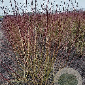 Cornus sanguinea 175-200 cm met kluit struik meerstammig