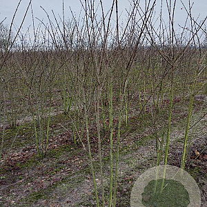 Euonymus europaeus 150-175 cm met kluit struik 50
