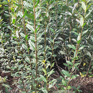 Ligustrum vulgare 125-150 cm met kluit struik