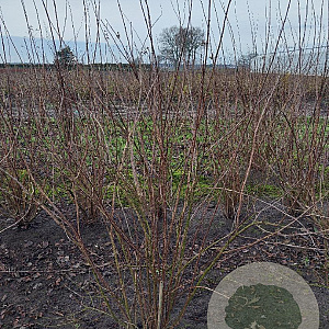Philadelphus 'Virginal' 175-200 cm met kluit struik meerstammig