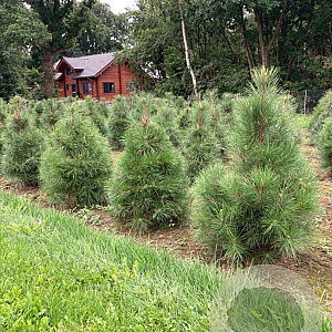 Pinus nigra nigra 100-125 cm draadkluit