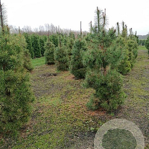 Pinus sylvestris 250-300 cm draadkluit