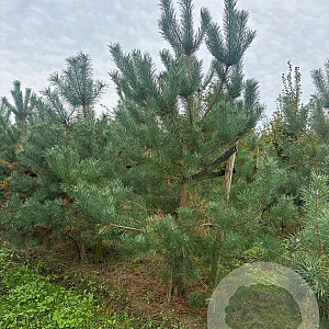 Pinus sylvestris 350-400 cm draadkluit