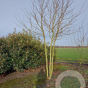 Platanus hispanica 400-450 cm draadkluit meerstammig 200-250 diameter