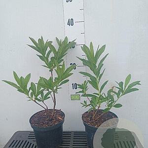 Rhododendron (AK) 'Golden Flare' 20-30 cm 2,0L