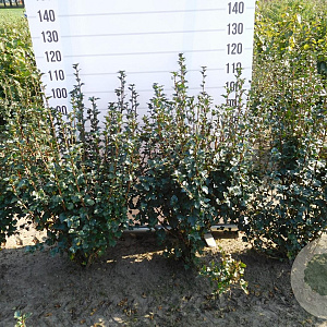 Ribes alpinum 'Schmidt' 80-100 cm met kluit struik
