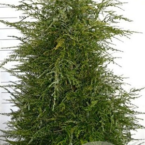 Tsuga canadensis 175-200 cm draadkluit