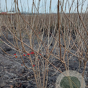 Viburnum opulus 175-200 cm met kluit struik meerstammig