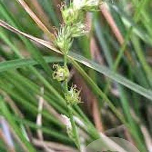 Carex divulsa GM P9