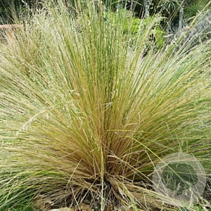 Poa cita GM C1.5