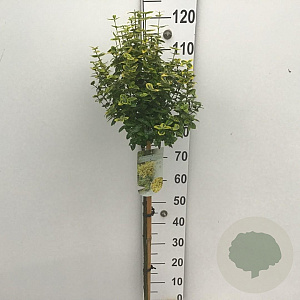 Euonymus fort. 'Emerald 'n' Gold' 90 cm stam 7,5L