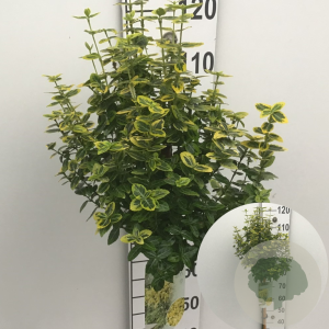 Euonymus fort. 'Emerald 'n' Gold' 90 cm stam 7,5L