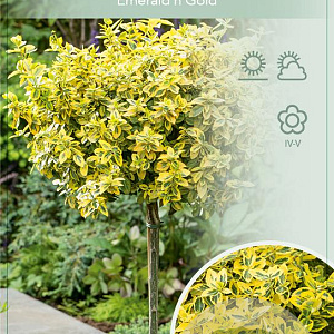 Euonymus fort. 'Emerald 'n' Gold' 90 cm stam 7,5L