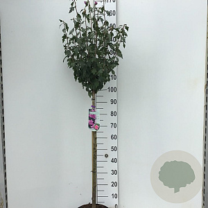 Hibiscus syr. 'Ardens' 90 cm stam 7,5L