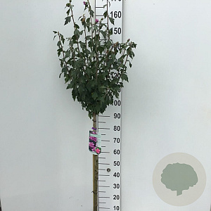Hibiscus syr. 'Ardens' 90 cm stam 7,5L