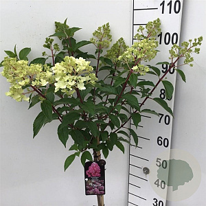 Hydrangea pan. Vanille-Fraise 60 cm stam 7,5L
