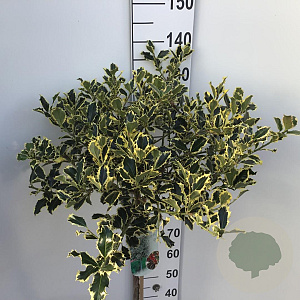 Ilex aq. 'Argentea Marginata' 90 cm stam 10L