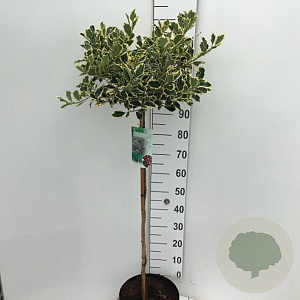 Ilex aq. 'Argentea Marginata' 90 cm stam 10L