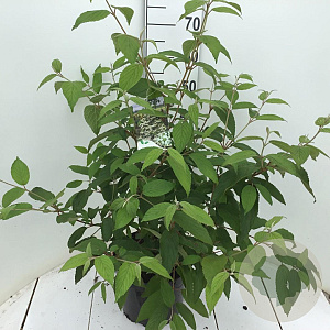 Viburnum plic. Kilimandjaro 50-65 cm 7,5L