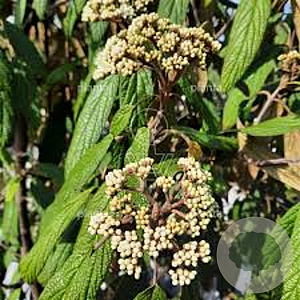 Viburnum rhyt. 'Holland' 60-80 cm met kluit