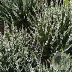 Calluna v. 'White Angie' GM P10,5