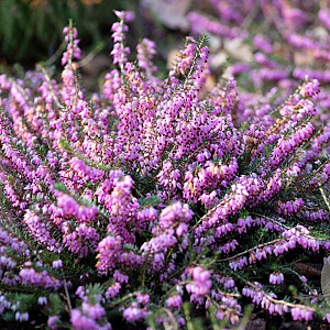 Erica carn. 'December Red' GM P10,5