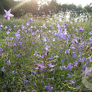Campanula Rotundifolia WILD,Dianthus Carthusianorum WILD Sedumdaktuin 24 per tray