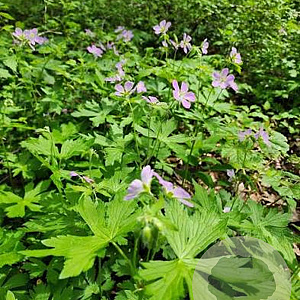 Geranium Pratense WILD,Euphorbia myrsinites Sedumdaktuin 24 per tray