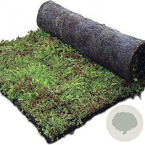 Sedum vegetatiemat kokos  Sedumdaktuinen