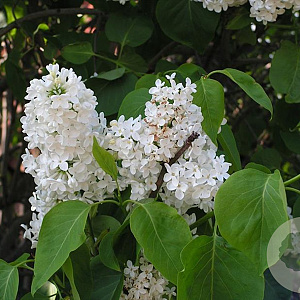 Syringa v. 'Marie Legraye' 60-80 cm wortelgoed 3-4 tak