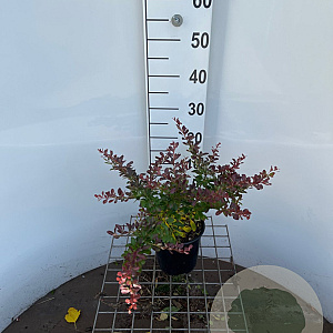Berberis thunb. 'Atropurpurea Nana' 25-30 cm 2,5L