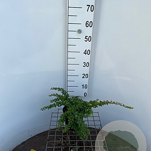 Berberis thunb. 'Green Carpet' 30-40 cm 2,5L