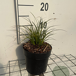 Carex testacea GM C1.3