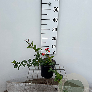 Chaenomeles sup. 'Pink Lady' 30-40 cm 2,5L