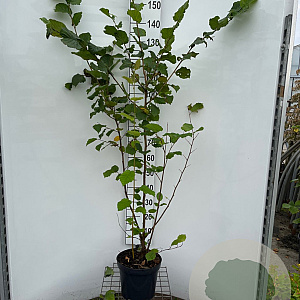 Corylus avellana 150-175 cm 7,5L