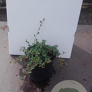Cotoneaster pr. 'Streib's Findling' 20-25 cm C1.3