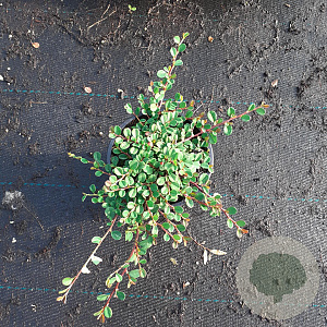 Cotoneaster pr. 'Streib's Findling' 20-25 cm C1.3