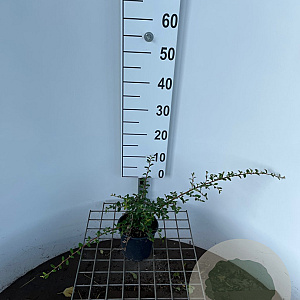 Cotoneaster suec. 'Skogholm' 30-40 cm C1.3