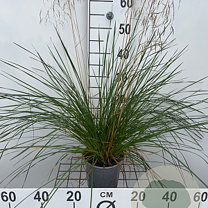Deschampsia cesp. 'Palava' 40-50 cm 2,5L