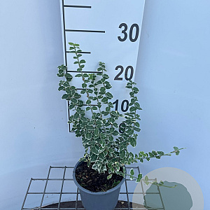 Euonymus fort. 'Emerald Gaiety' 25-30 cm C1.3