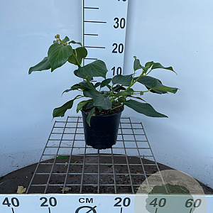 Hedera col. 'Fall Favourite' 30-40 cm 2,5L