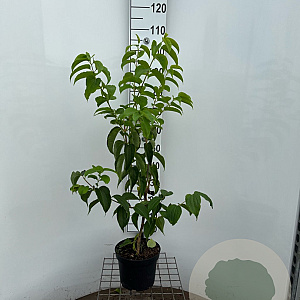 Heptacodium miconioides 80-100 cm 5,0L