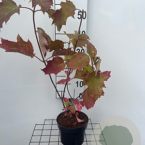 Hydrangea quercifolia 30-40 cm 2,0L