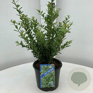 Ilex crenata 'Caroline Upright' 30-40 cm 2,0L
